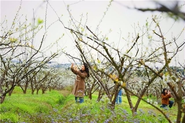 永川：满园尽是李子花开 吸引游客打卡