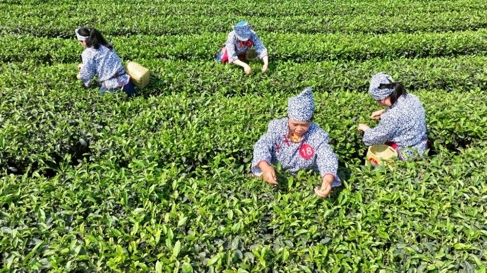 演唱会、秀芽啤酒烧烤节、中式茶美学体验……永川国际茶文化旅游节邀你来耍