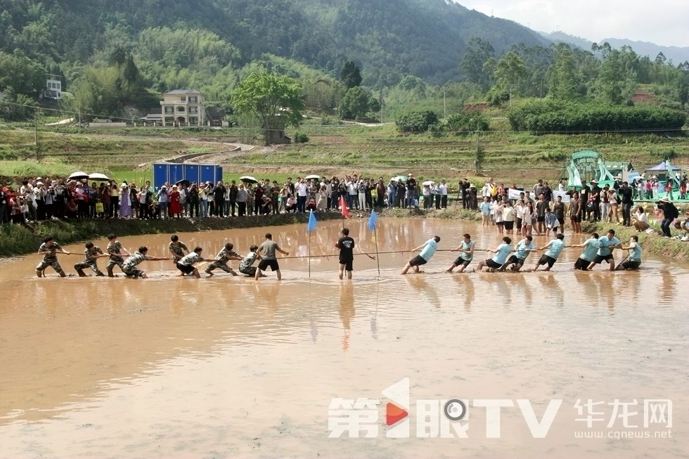 永川：茶山竹海间乐享稻田春韵 文体活动中感受农耕趣味