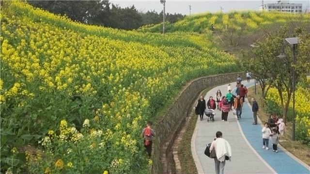 永川：多彩油菜花盛放 市民纷至沓来