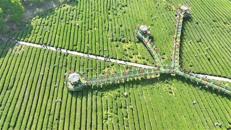茶香融川渝 匠心促振兴