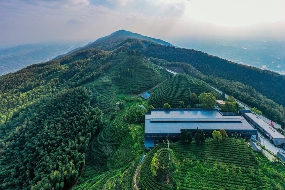 重庆永川从四川国际茶博会捧回两个金奖