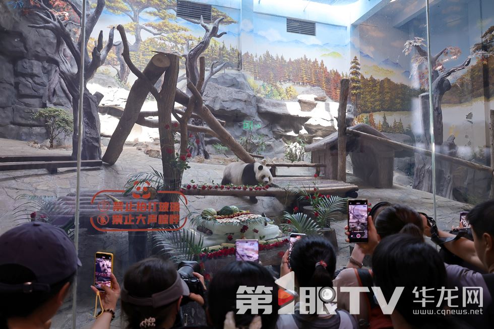 组图|鲜花水果冰蛋糕!重庆乐和乐都“大熊猫天团”共度集体生日会