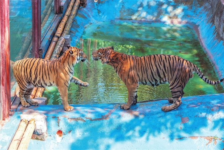 嗷呜!金银白虎齐聚永川