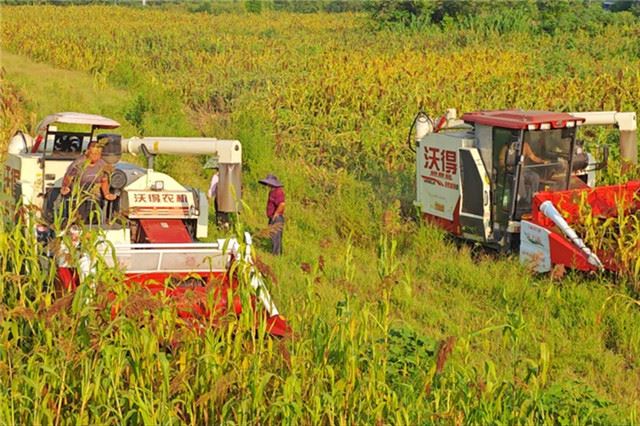 永川千亩高粱喜获丰收 订单农业造福乡村