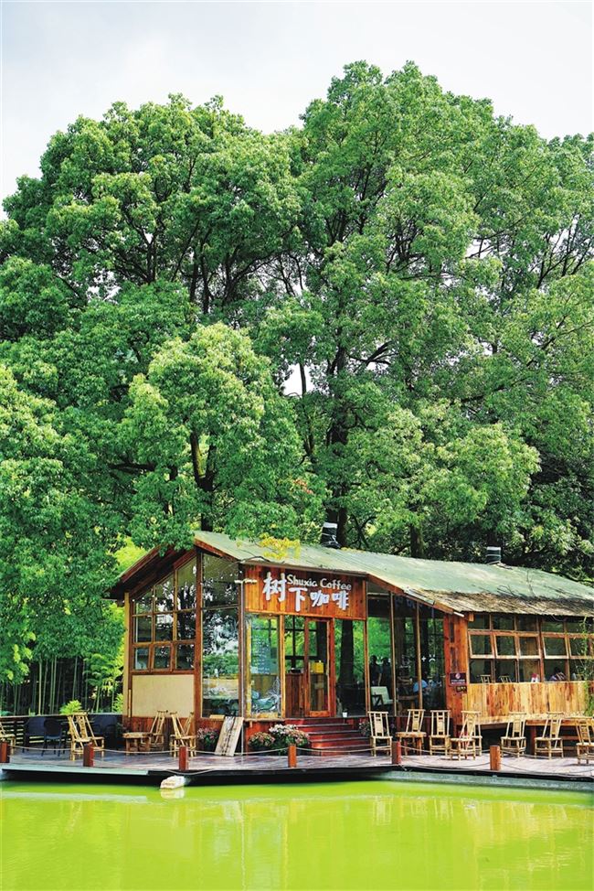 永川:竹荫浮咖香 茶山竹海树下咖啡引客来