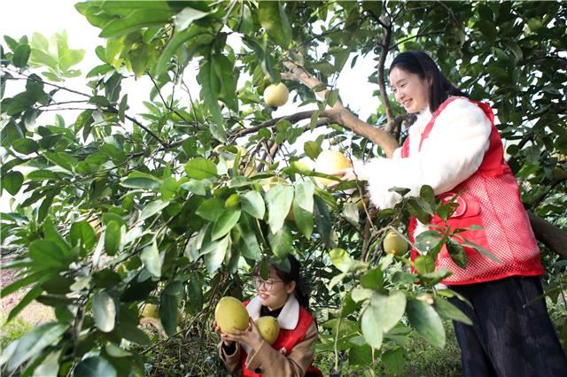 永川:“柚”到一年丰收季“志愿红”助农忙采摘