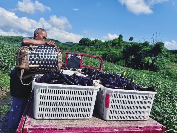 何埂镇玉宝村蔬菜基地:日采6000斤茄子丰富市民菜篮子