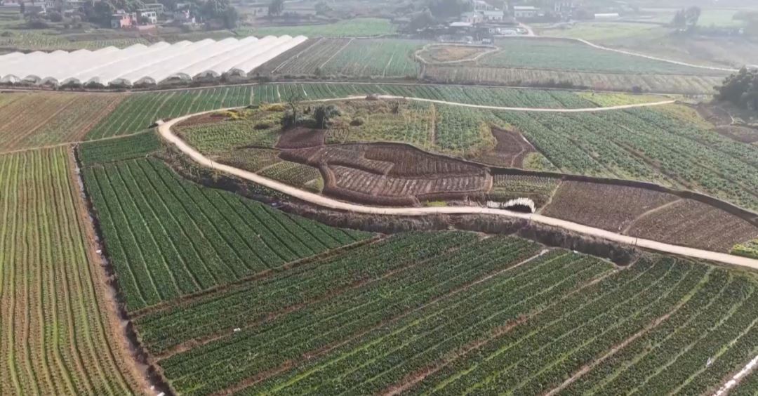 今冬,永川“瓢儿白”管够