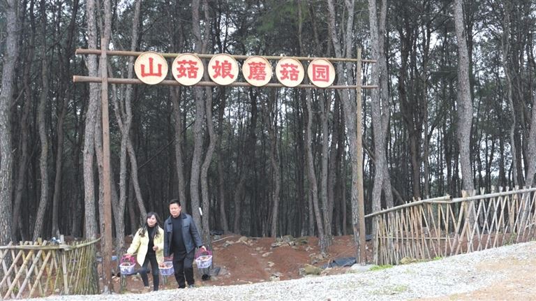 永川赤松茸书写乡村产业新答卷