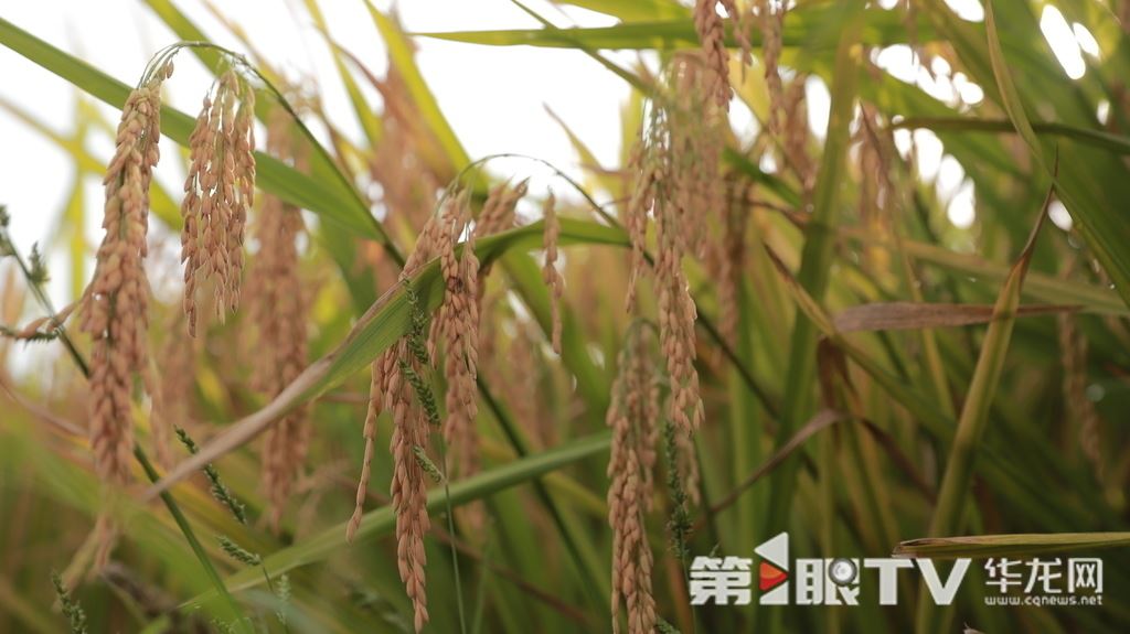 观察|重庆粮食产量创20年新高丰收背后有何“密码”