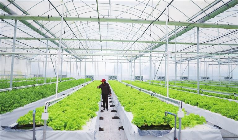 仙龙镇双星村：“科技花”结出“致富果”