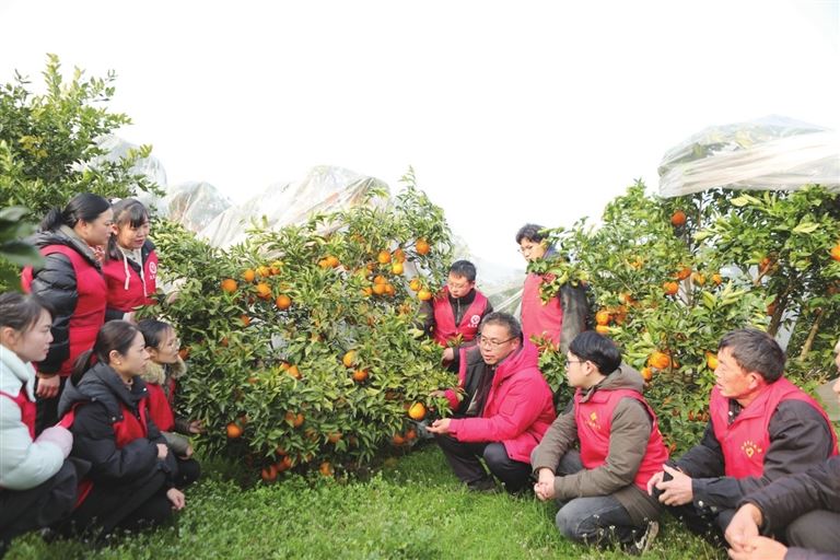 永川：冬训课堂进果园致富能手传技术