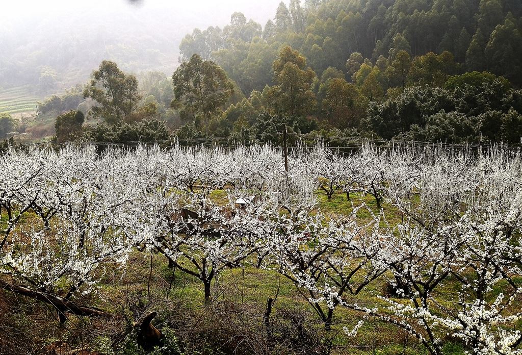 来苏刘二姐果园风光正好