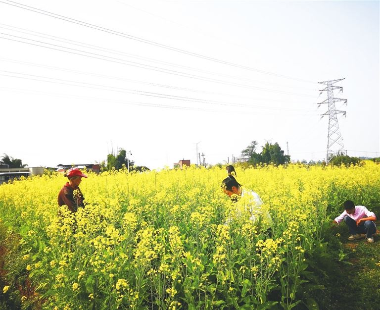 板蓝根青菜生熟都好吃