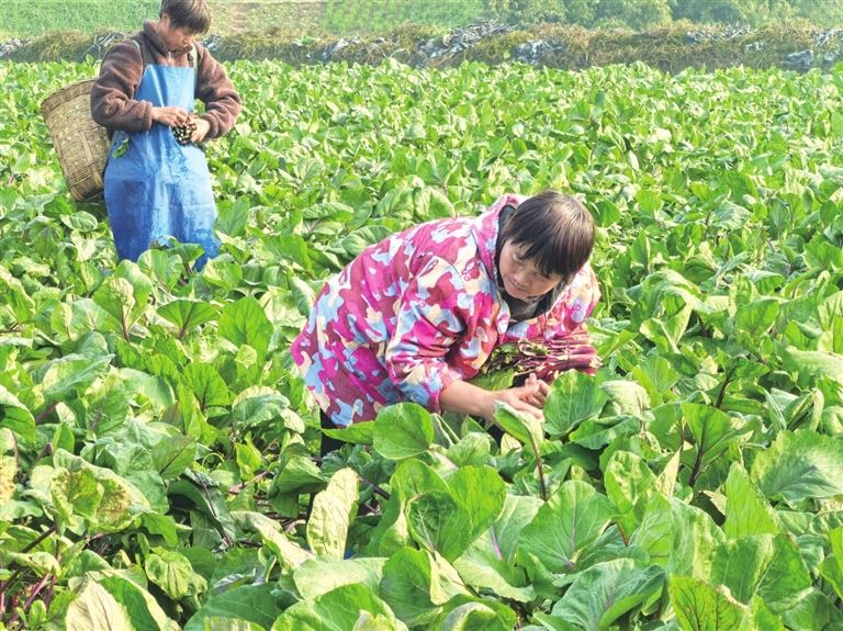 新春第一单：通往大湾区的“新春首班车”