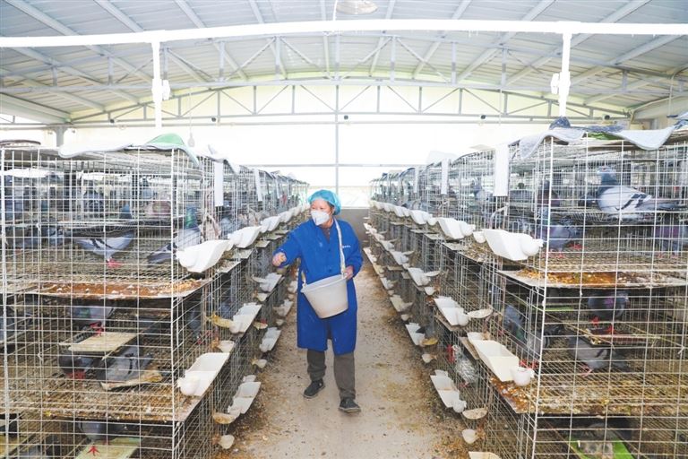 仙龙镇：肉鸽养殖助农富特色产业促振兴