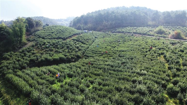 永川：春茶采摘正当时就近就业促增收