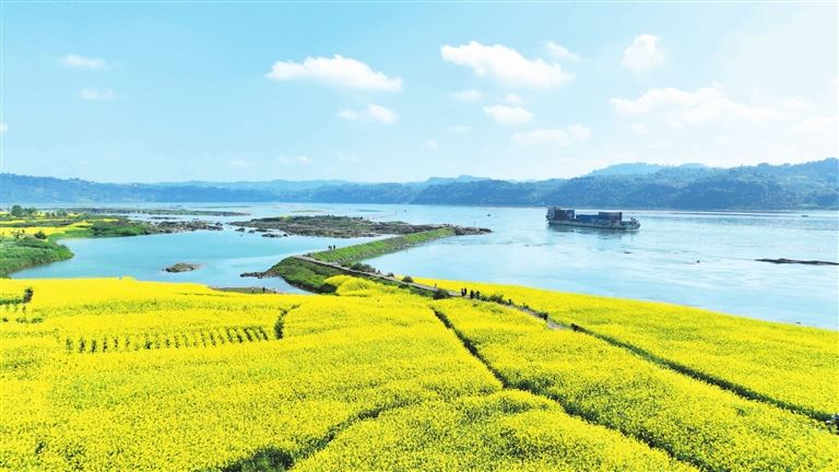 江畔花海催生“美丽经济”朱沱镇绘就长江岸线“共富花卷”