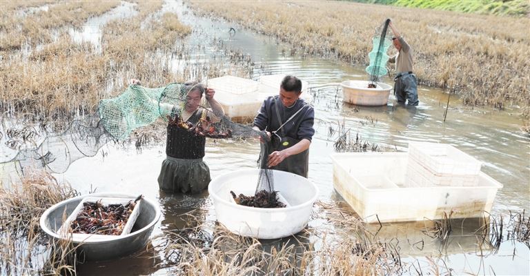 板桥镇：“稻早虾”抢鲜上市稻虾轮作助农增收
