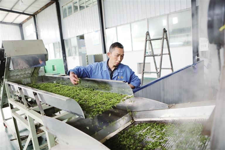 茶企生产奏响春日增收曲