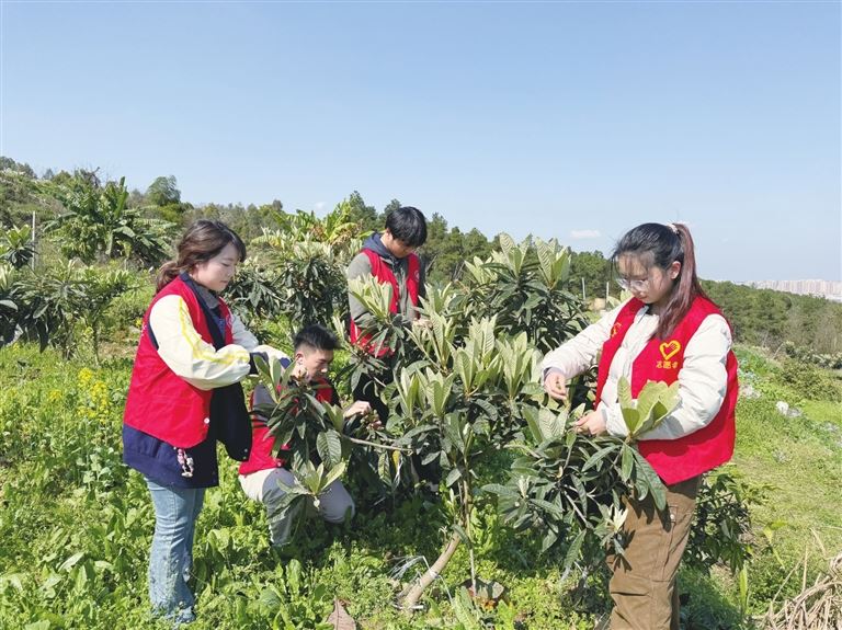 文理学子田间助农疏果