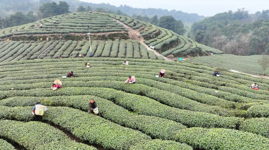 新年第一缕茶香！永川秀芽开采