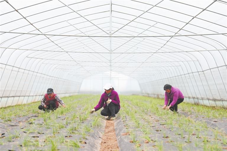 仙龙镇金宝山村：科技种菜零农残