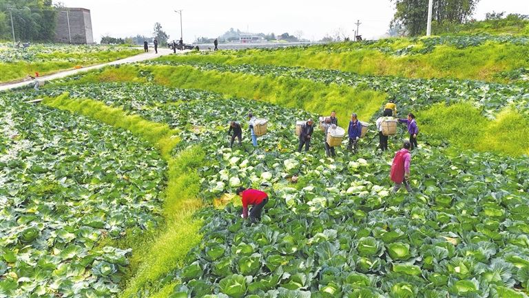 抢收“末茬菜”抢育“希望苗”