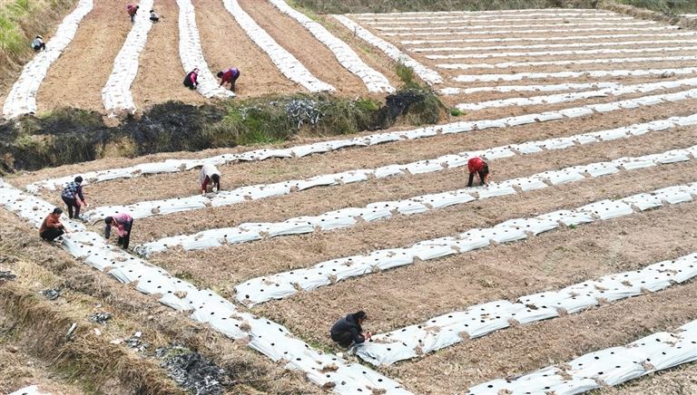 仙龙镇：春耕播种忙